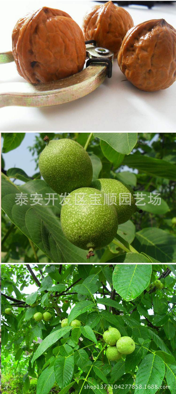 “核桃采购量全国第一”获权威认证 六个核桃领军推动产业共繁荣