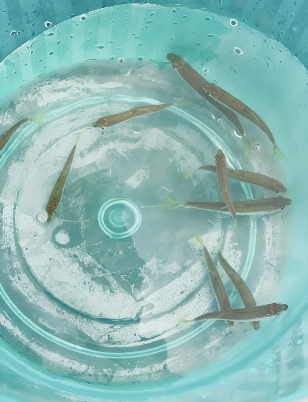 朱鹮故乡发现了新蘑菇