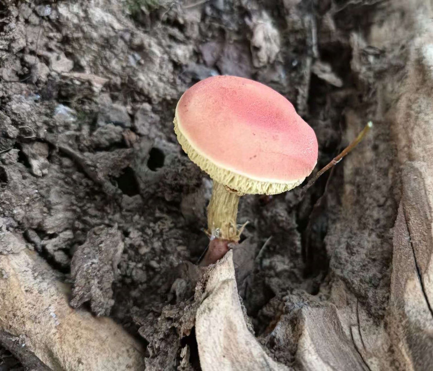 朱鹮故乡发现了新蘑菇