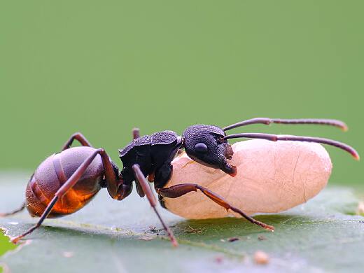 科学家揭秘蚂蚁在恐龙时代的组织架构