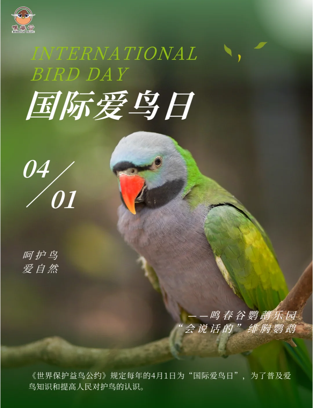 爱鸟护鸟，这些科技手段在助力