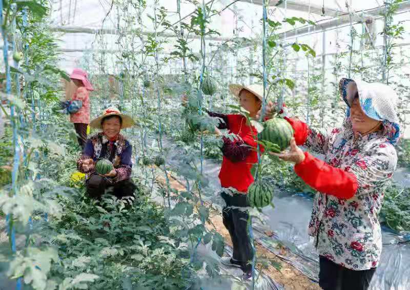 第37届北京大兴西瓜节盛大启幕 “以瓜为媒”激活产业融合发展新动能