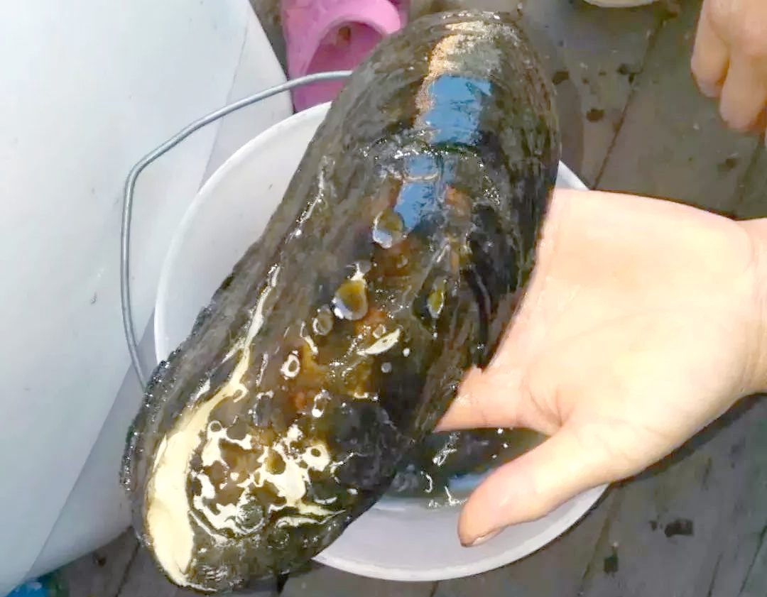 新研究：鱼类悬停在水中其实很“费劲”