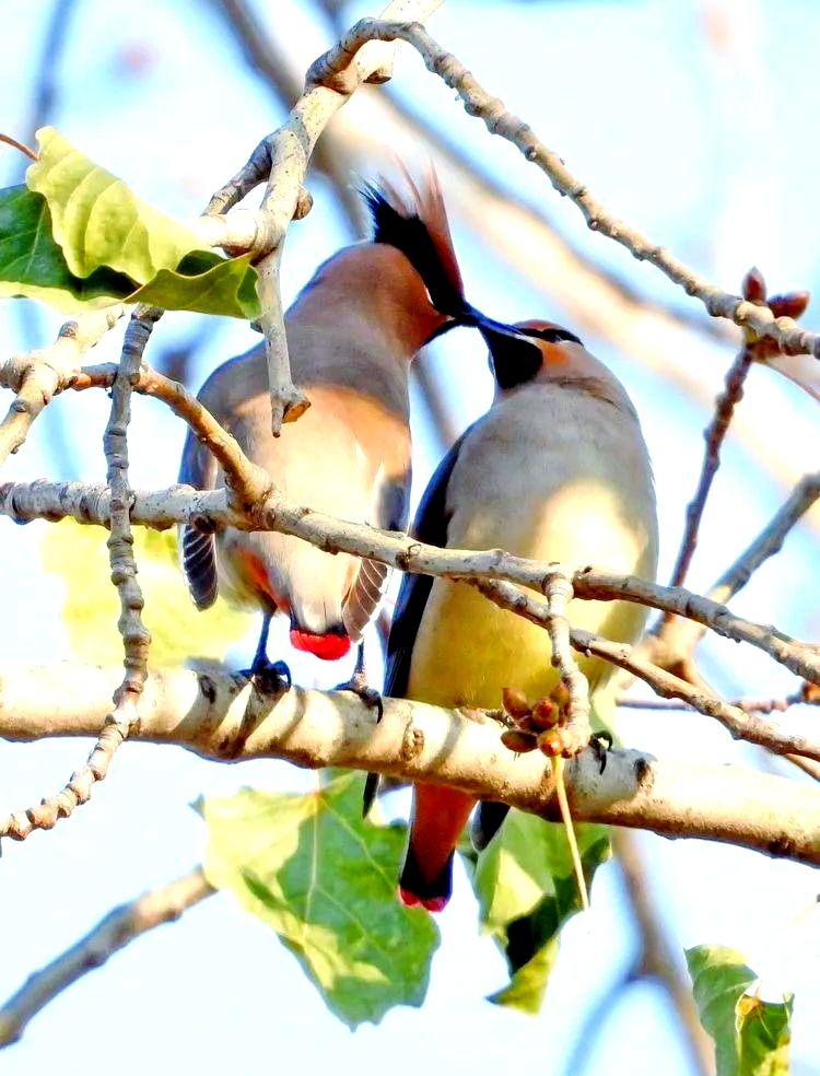 太平鸟：关于“太平转债”可选择回售的第五次提示性公告