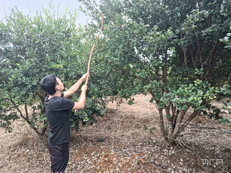 欣龙控股：合理利用海南澄迈等地工业用地资源