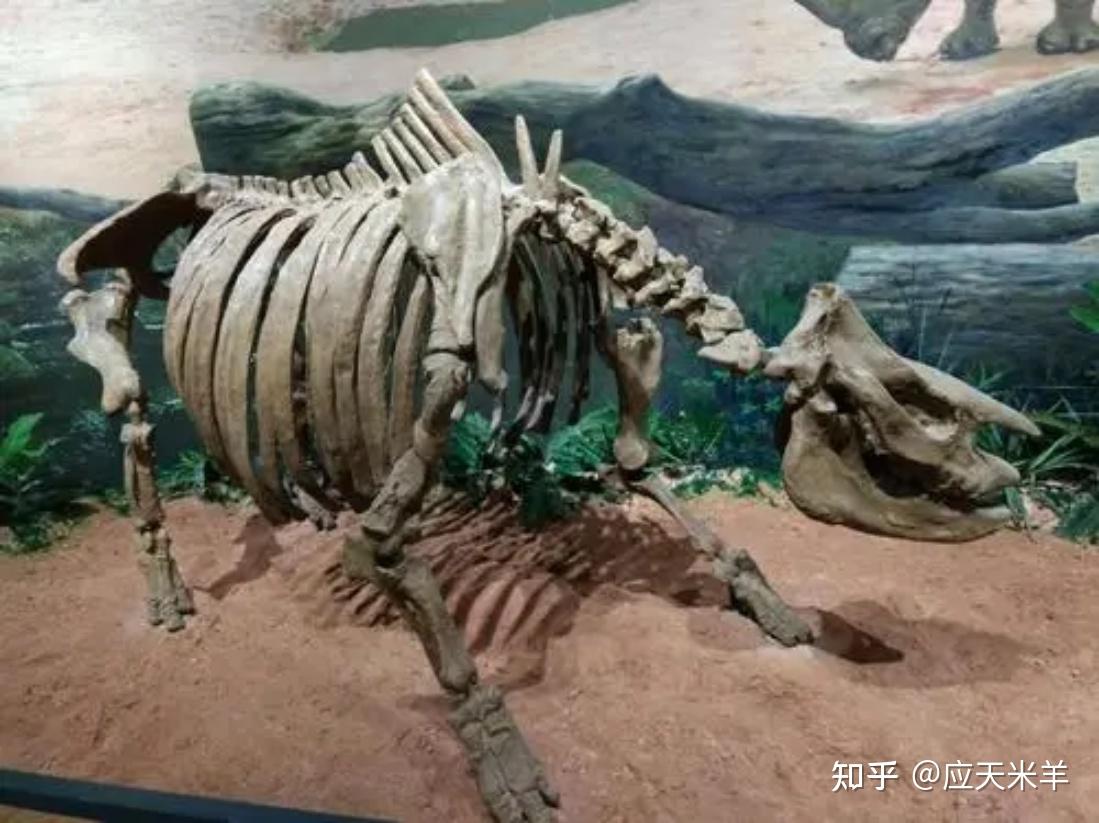 科研团队揭示脊椎动物“再二倍化”演化机制