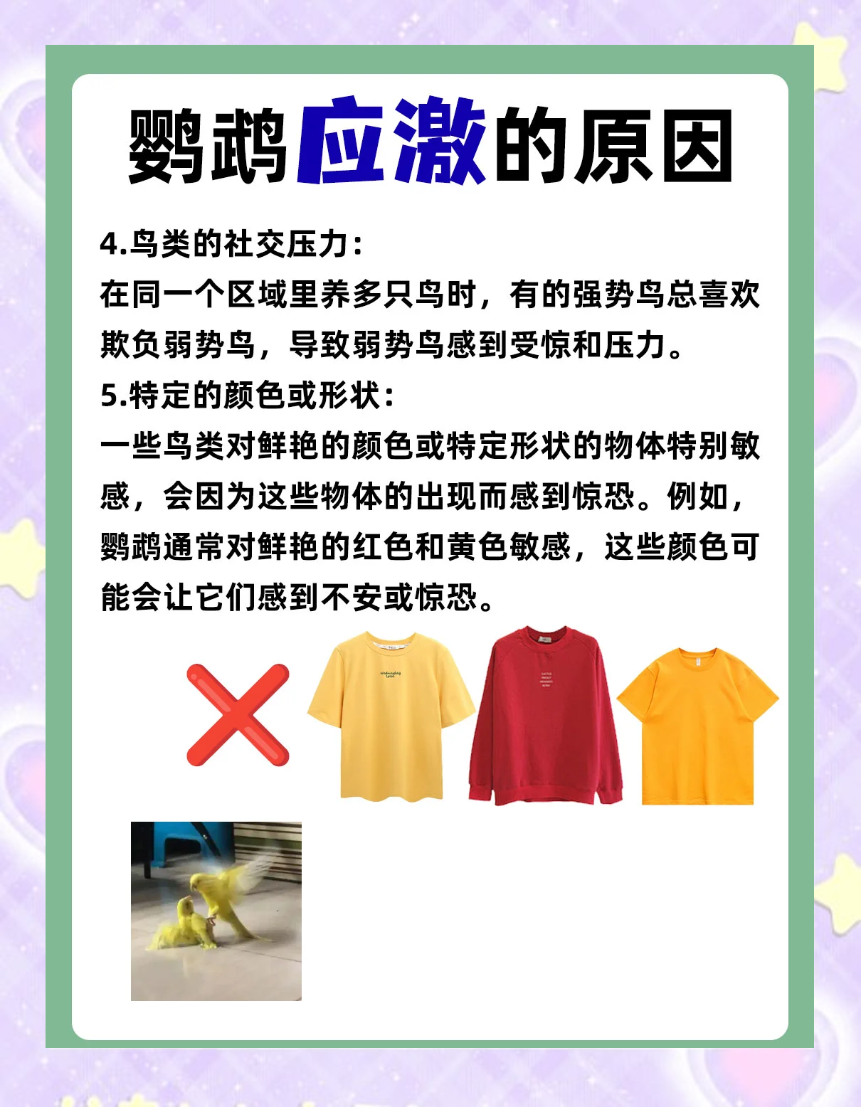 野生鹦鹉会通过社会学习迅速接受未知食物