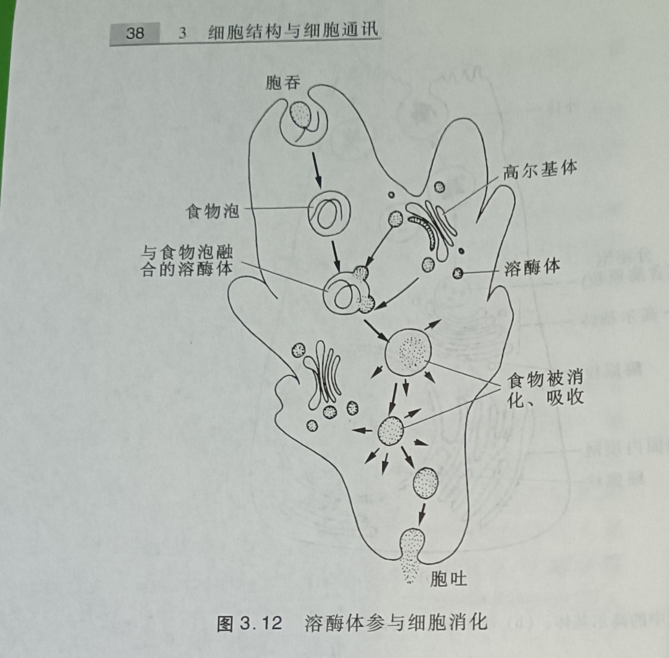 傲农生物获得发明专利授权：“基于萤火虫荧光素酶的大肠杆菌细胞超声破碎的定量方法”