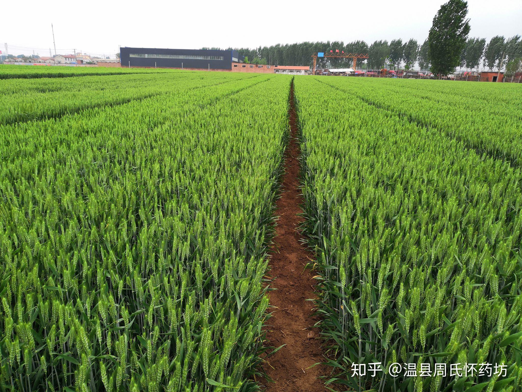 贝斯美：农药行业向绿色、高效、低毒、低残留转型，对公司是明确的利好